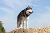 SIBERIAN HUSKY 051